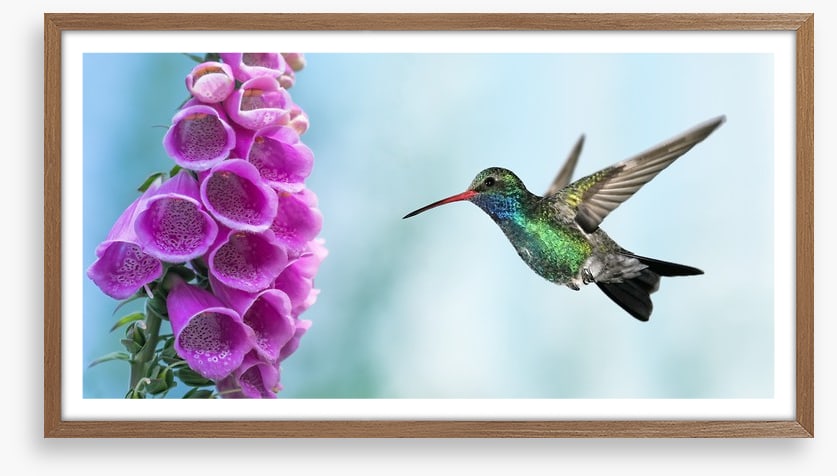 Foxglove and hummingbird