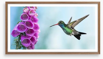 Foxglove and hummingbird