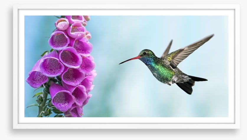 Foxglove and hummingbird