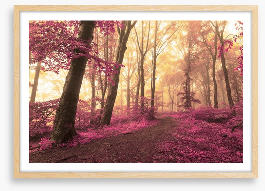 Forest blush