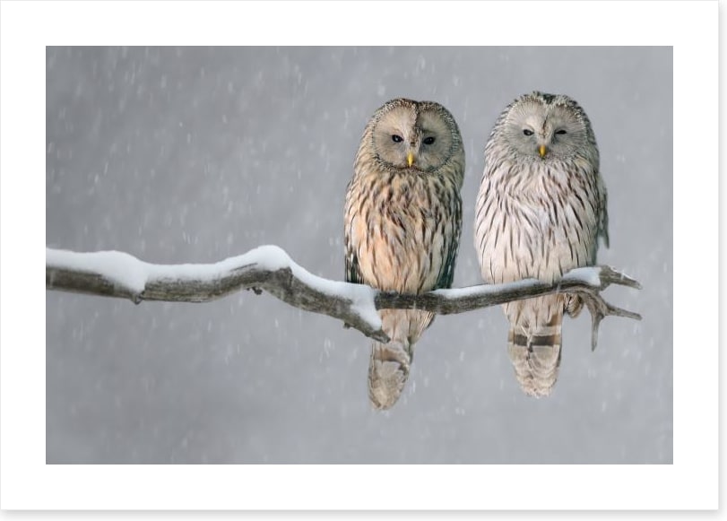 Together in the snow