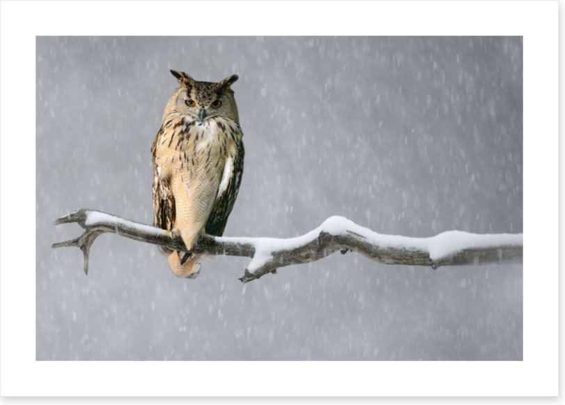 Alone in the snow