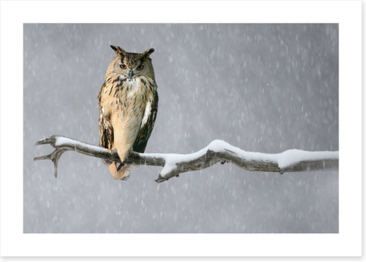Alone in the snow