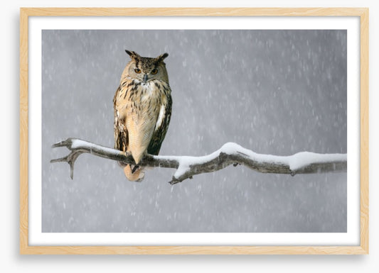 Alone in the snow