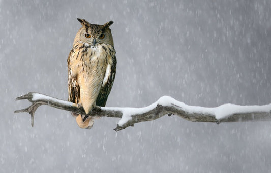 Alone in the snow