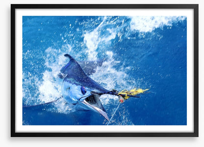 Blue marlin bait