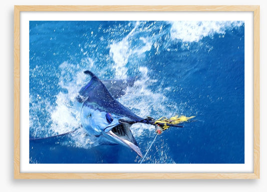Blue marlin bait