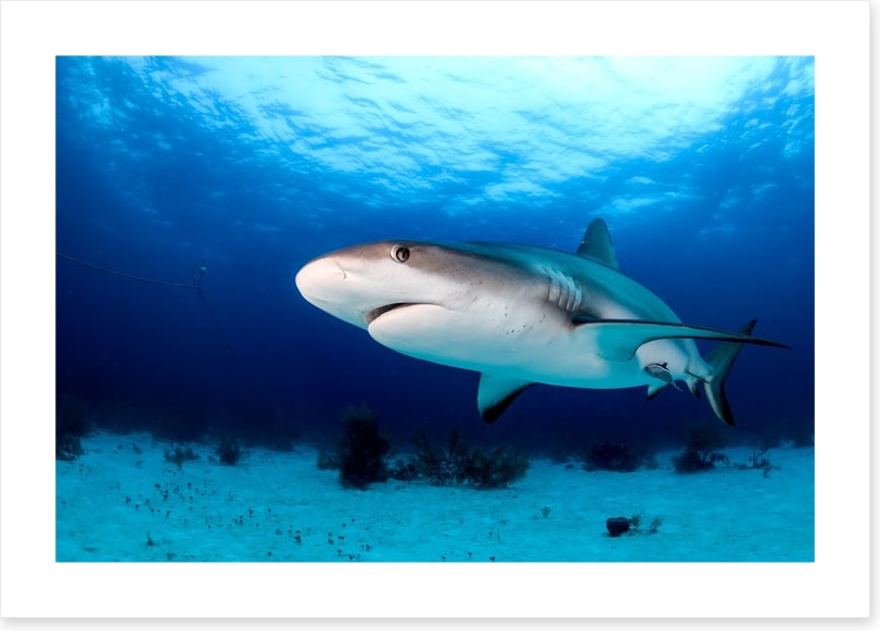 Side-eye shark