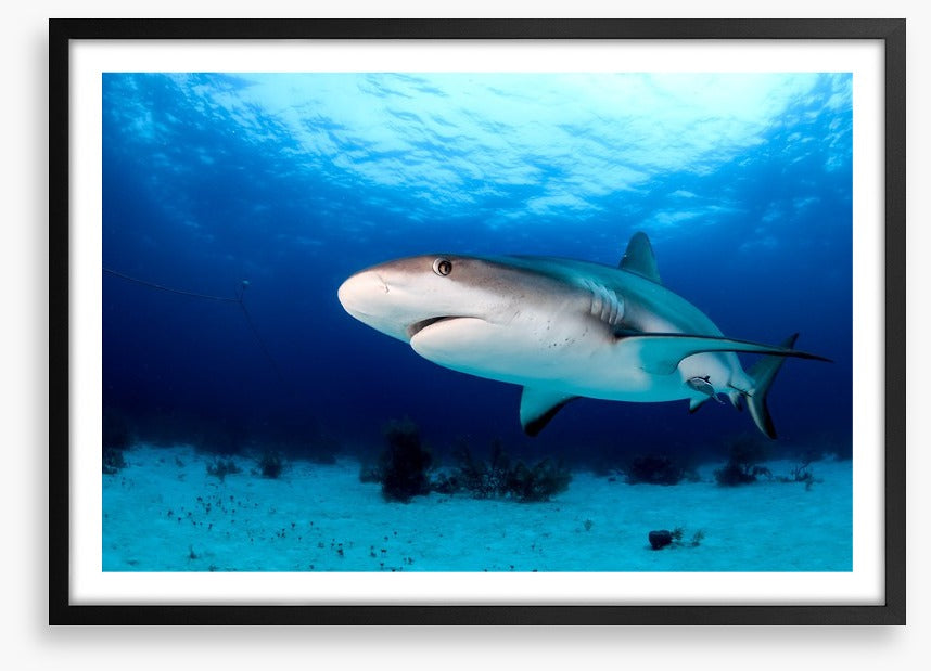 Side-eye shark