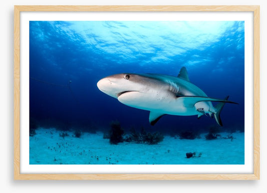 Side-eye shark
