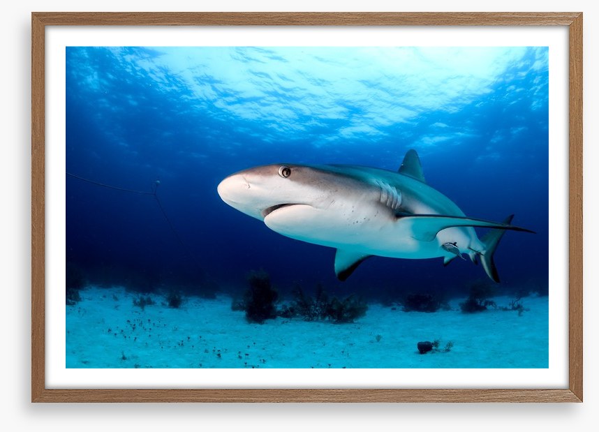 Side-eye shark