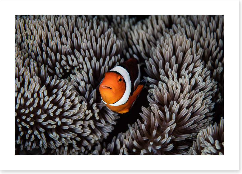 Alone in the anemone