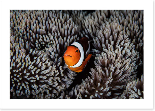 Alone in the anemone