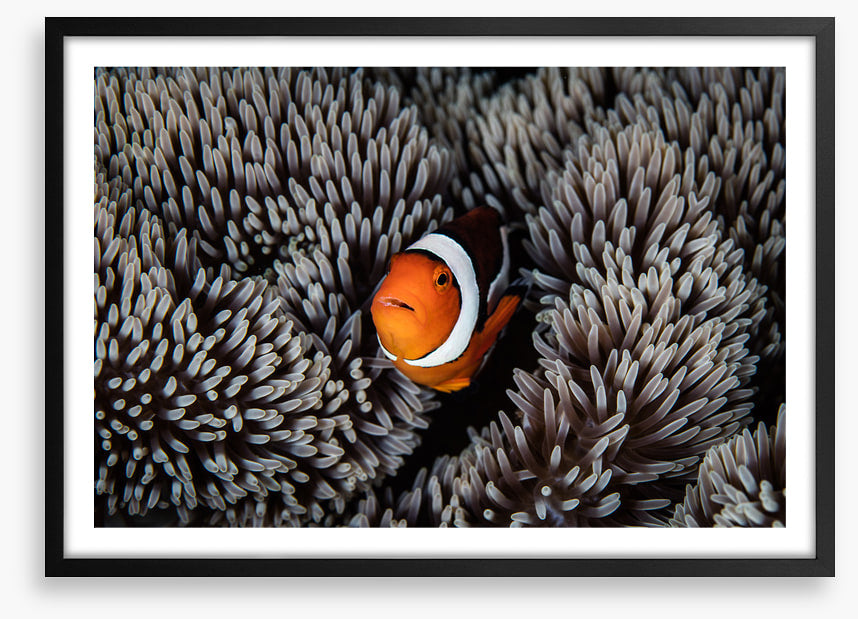 Alone in the anemone