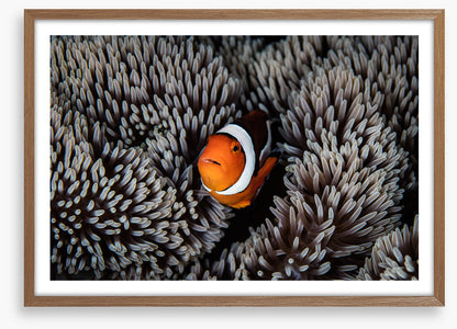 Alone in the anemone