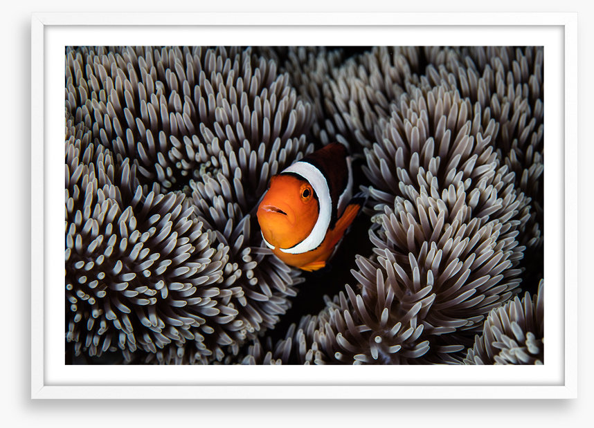 Alone in the anemone