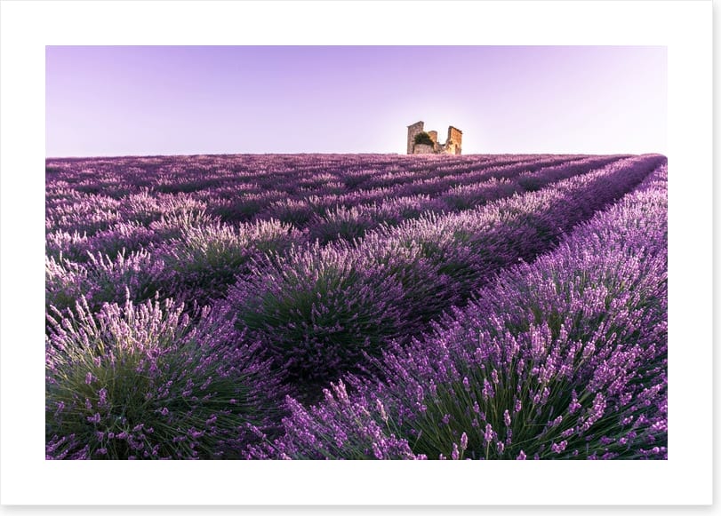 Lavender ruins