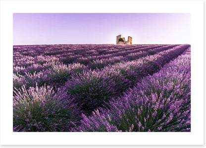 Lavender ruins