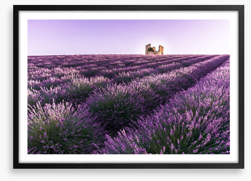 Lavender ruins