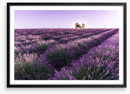 Lavender ruins