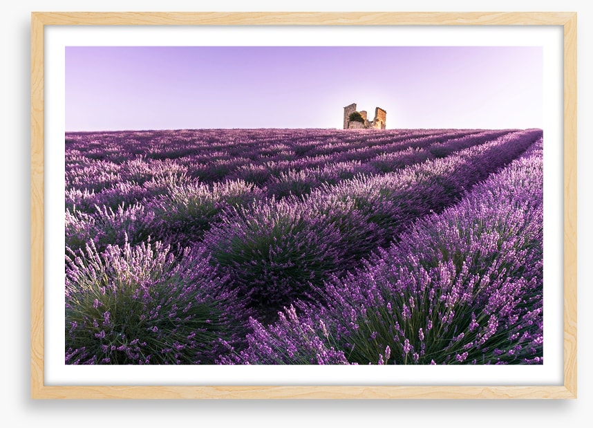 Lavender ruins