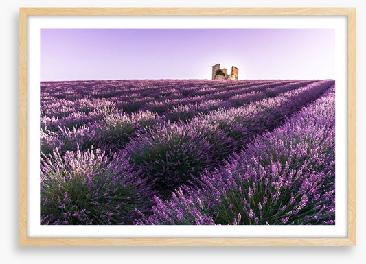 Lavender ruins