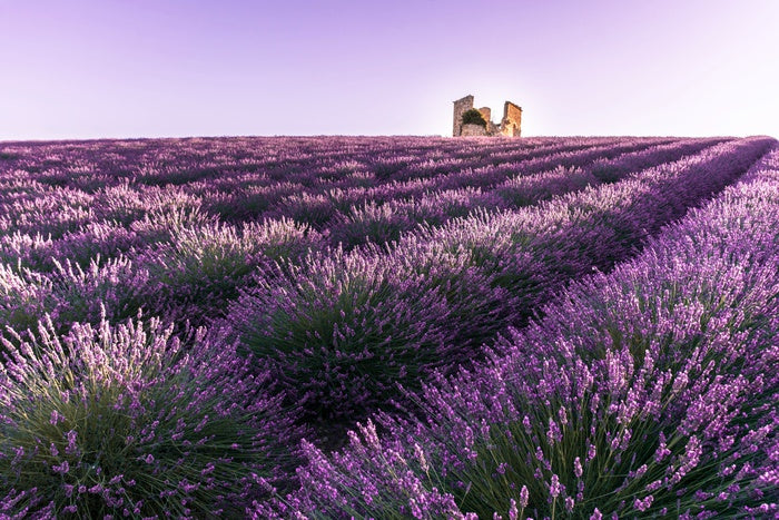 Lavender ruins