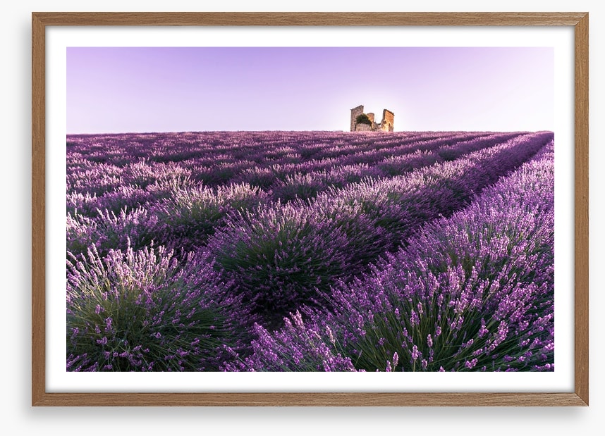 Lavender ruins