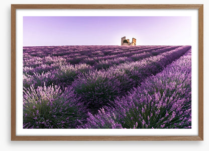 Lavender ruins