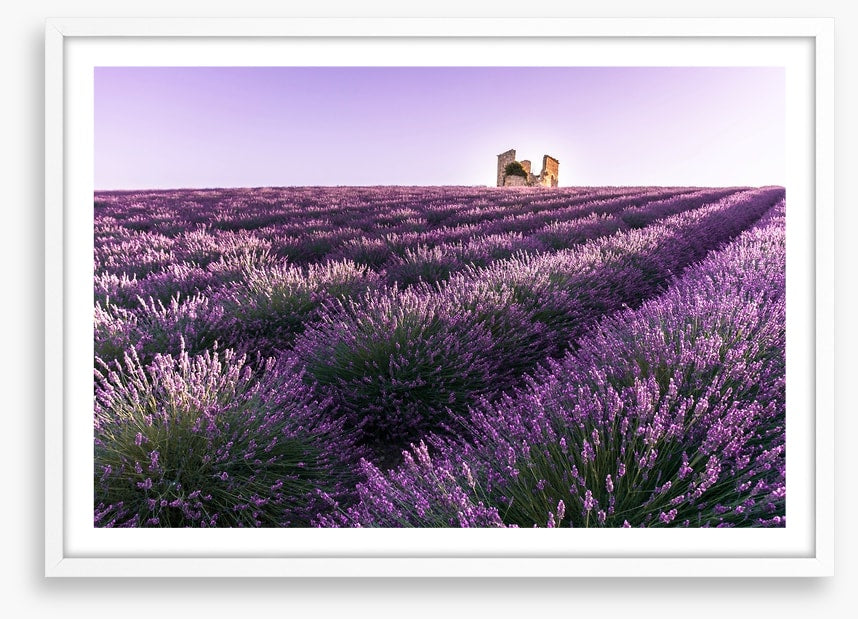 Lavender ruins