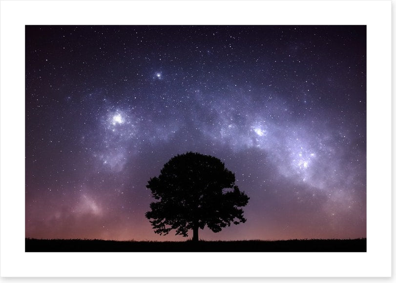 The zodiac tree