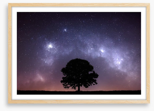The zodiac tree