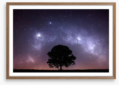 The zodiac tree