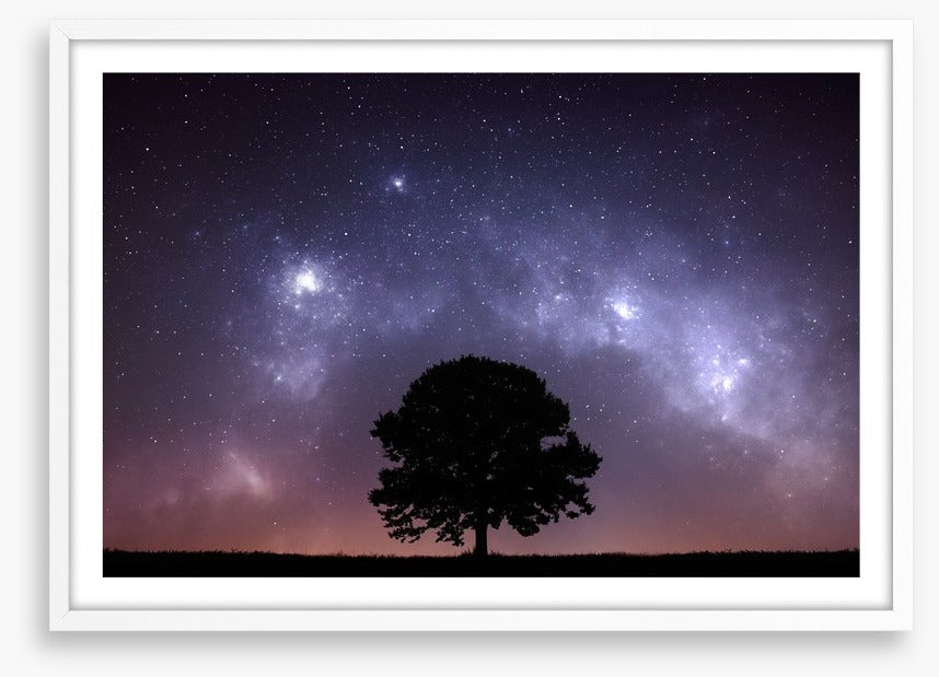 The zodiac tree