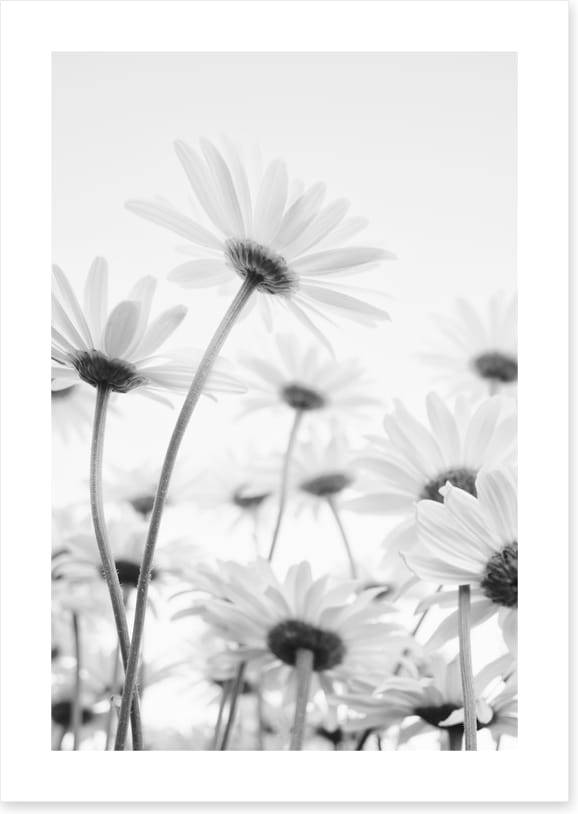 Under the daises