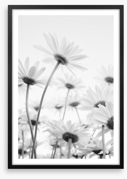 Under the daises