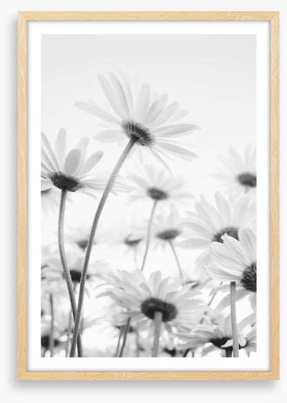 Under the daises
