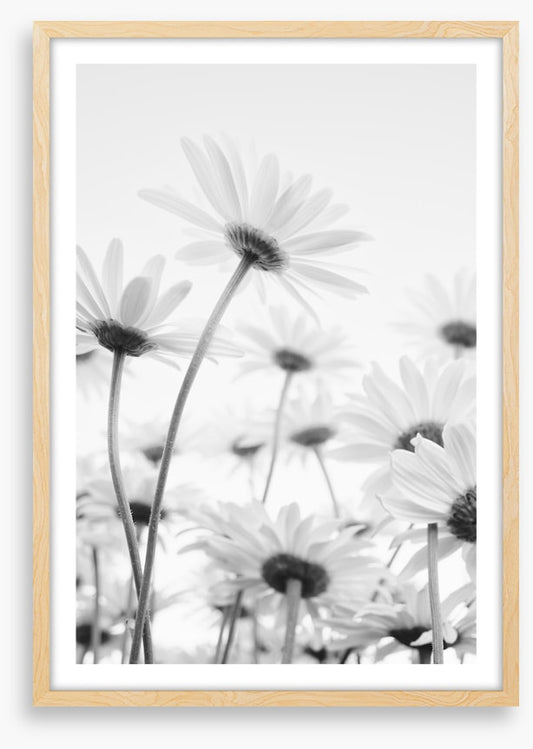 Under the daises