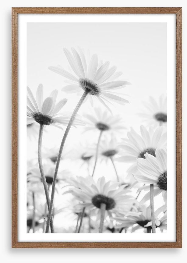 Under the daises