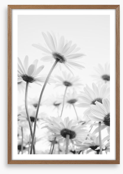 Under the daises
