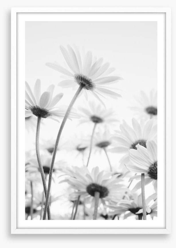 Under the daises