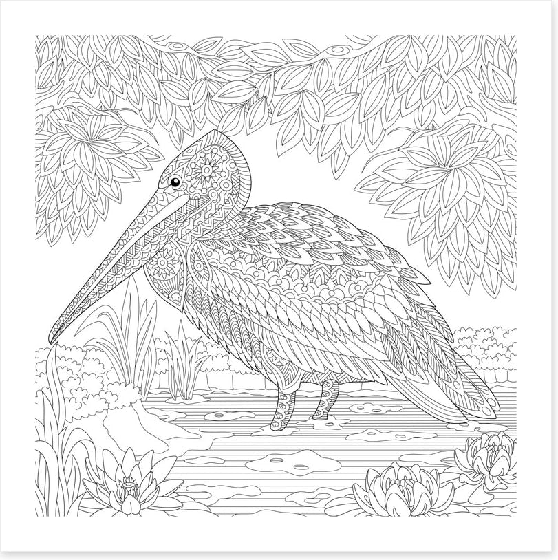 Colour me pelican