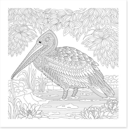 Colour me pelican