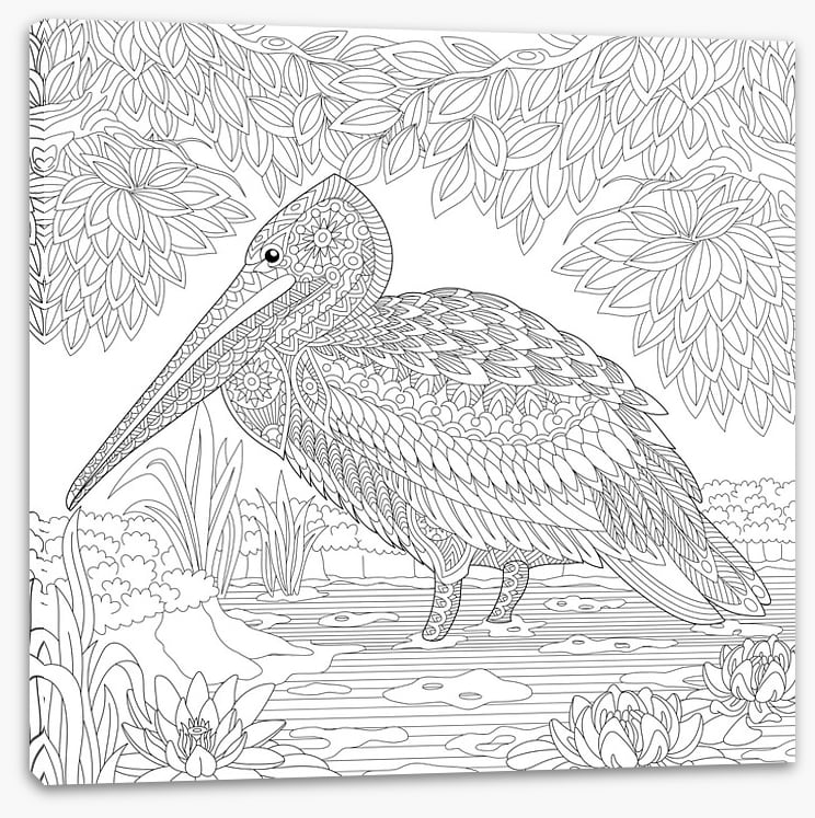 Colour me pelican