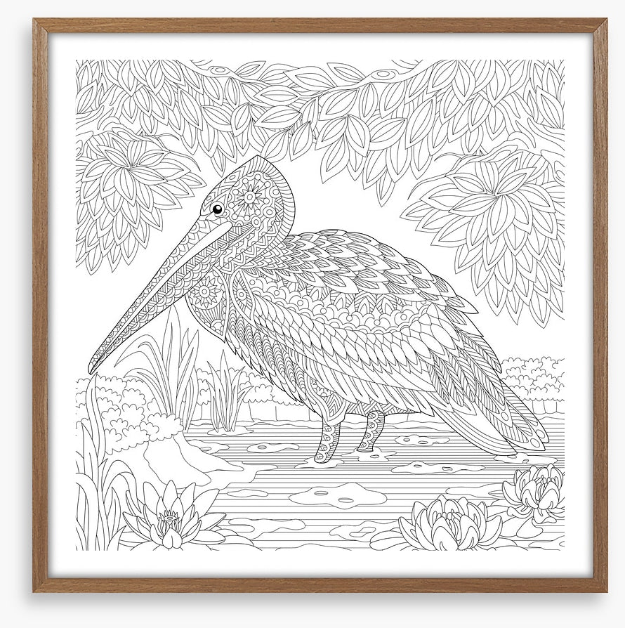 Colour me pelican