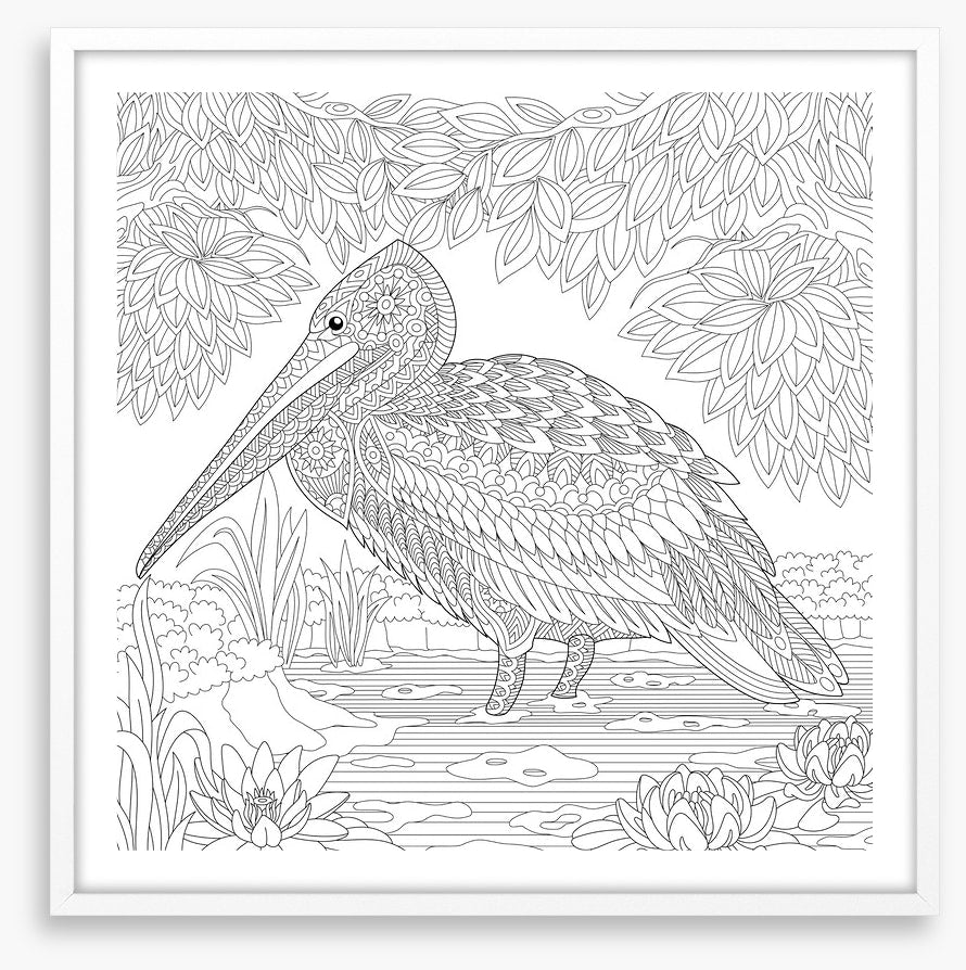 Colour me pelican