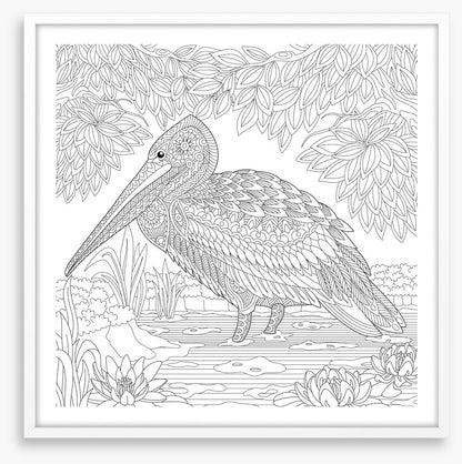 Colour me pelican