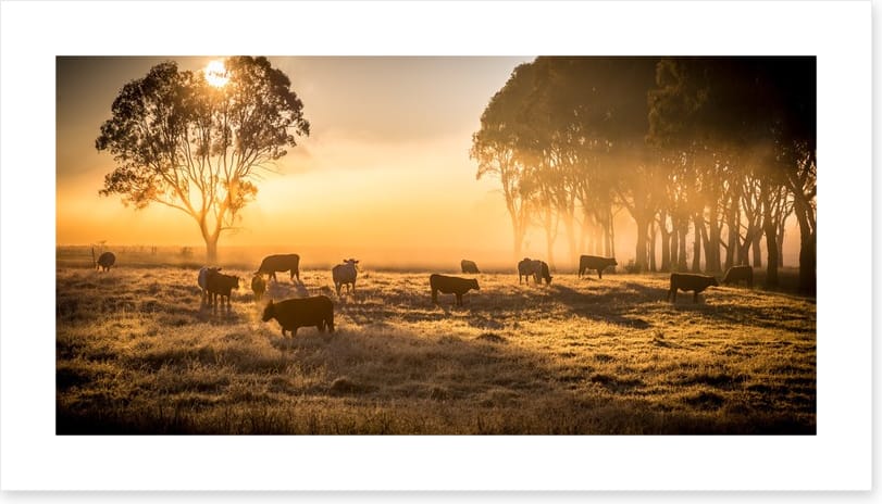 Sunrise grazing
