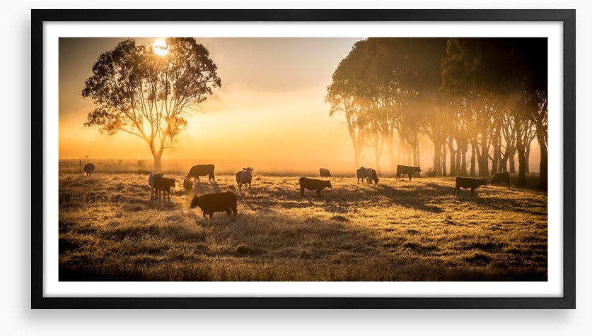 Sunrise grazing