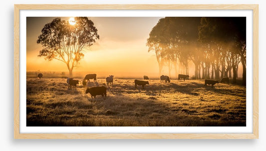 Sunrise grazing